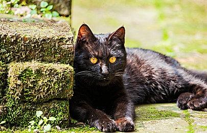 日本一公布《魔界战记6完整版》预告  2022年夏季发售